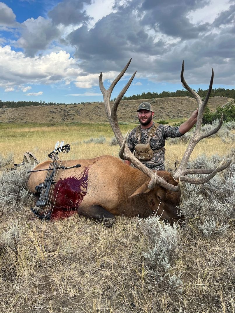 Rocky Mountain elk in a Montana special-draw archery unit